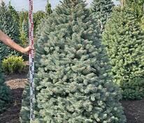 Ель колючая Глаука (Picea pungens 'Glauca') стриженная