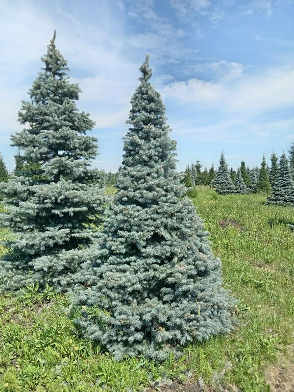 Ель колючая Глаука (Picea pungens 'Glauca') формированная