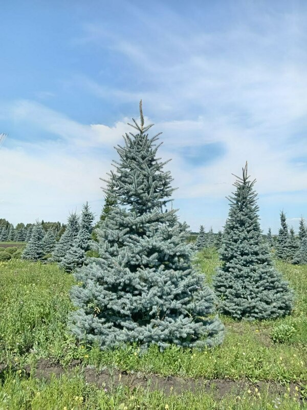 Ель колючая "Glauca" (Глаука) формированная