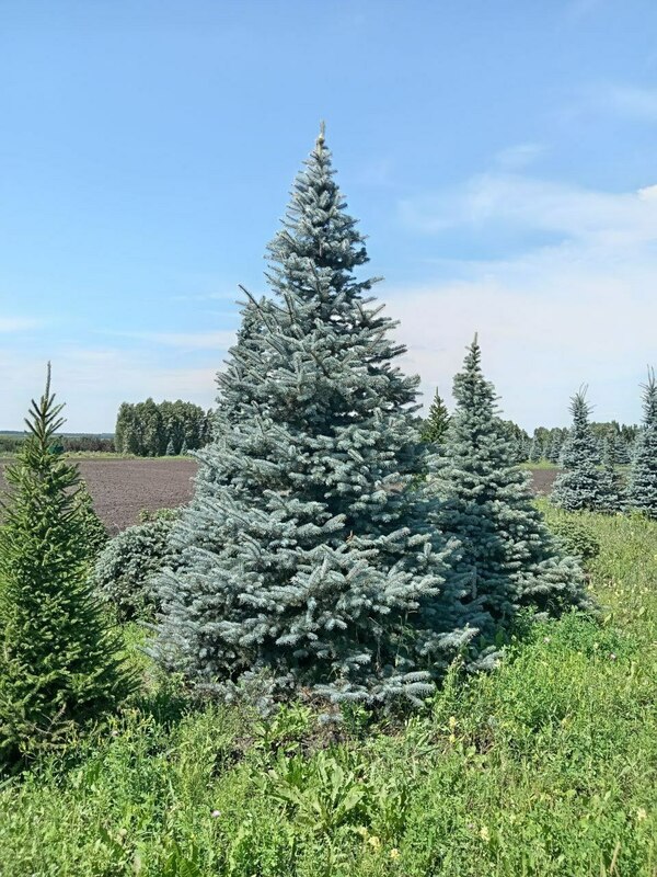 Ель колючая Глаука (Picea pungens 'Glauca') формированная