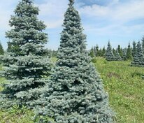Ель колючая Глаука (Picea pungens 'Glauca') формированная