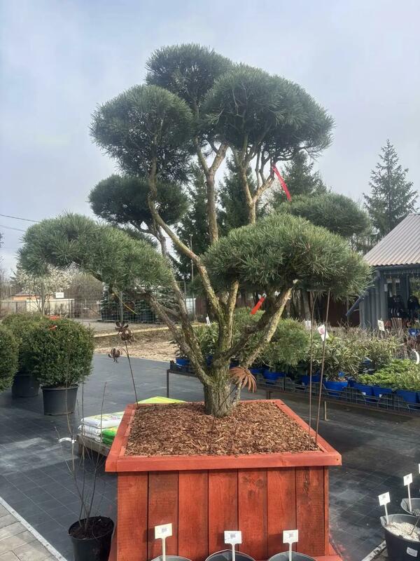 Сосна обыкновенная (Pinus sylvestris) формированная