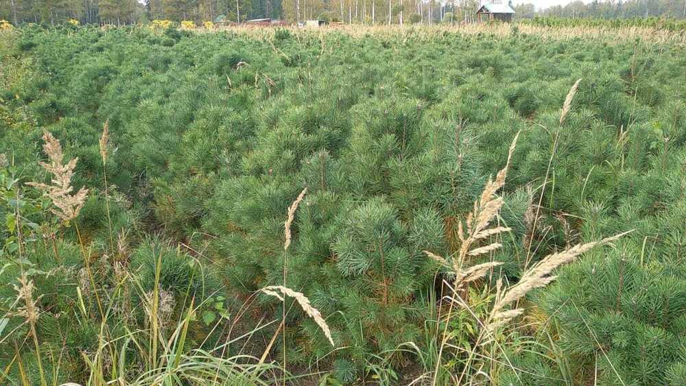 Сосна обыкновенная (Pinus sylvestris) формированная