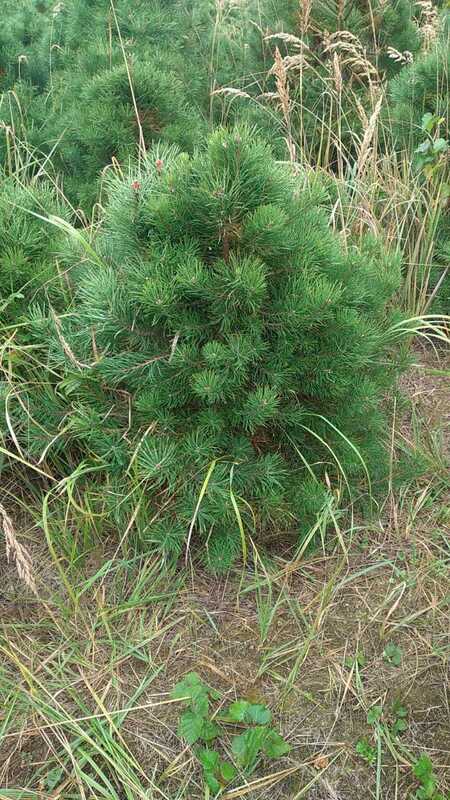 Сосна обыкновенная (Pinus sylvestris) формированная