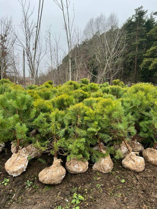 Сосна обыкновенная (Pinus sylvestris) формированная
