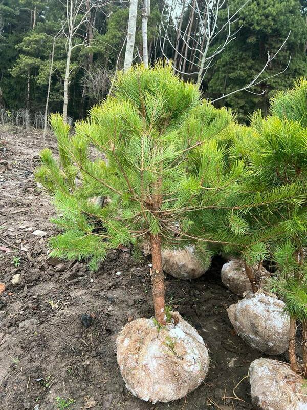 Сосна обыкновенная (Pinus sylvestris) формированная