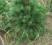 Сосна обыкновенная (Pinus sylvestris) формированная