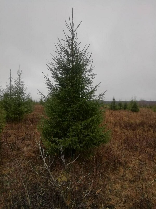 Ель Новогодняя (Picea abies) срез 150-280 см