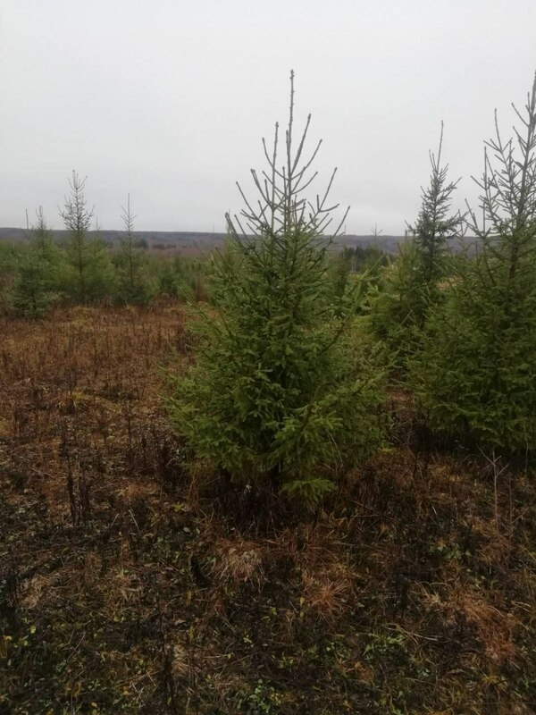 Ель Новогодняя (Picea abies) срез 150-280 см