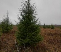 Ель Новогодняя (Picea abies) срез 150-280 см