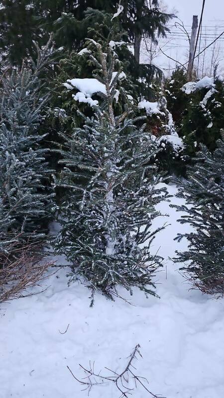Ель колючая Глаука (Picea pungens 'Glauca') срез