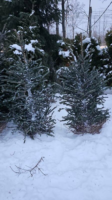 Ель колючая Глаука (Picea pungens 'Glauca') срез