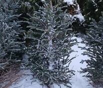 Ель колючая Глаука (Picea pungens 'Glauca') срез
