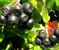 Арония черноплодная (Aronia melanocarpa)