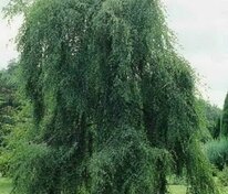 Береза повислая "Tristis" (Тристис)