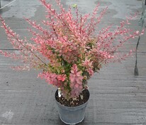 Барбарис Тунберга Атропурпуреа (Berberis thunbergii 'Atropurpurea')