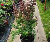 Барбарис Тунберга Голден Ринг (Berberis thunbergii 'Golden Ring')