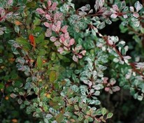 Барбарис Тунберга Старберст (Berberis thunbergii 'Starburst')