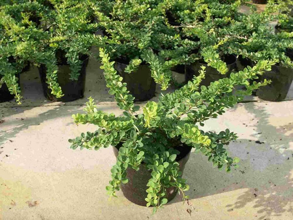 Барбарис Тунберга Грин Карпет (Berberis thunbergii 'Green Carpet')