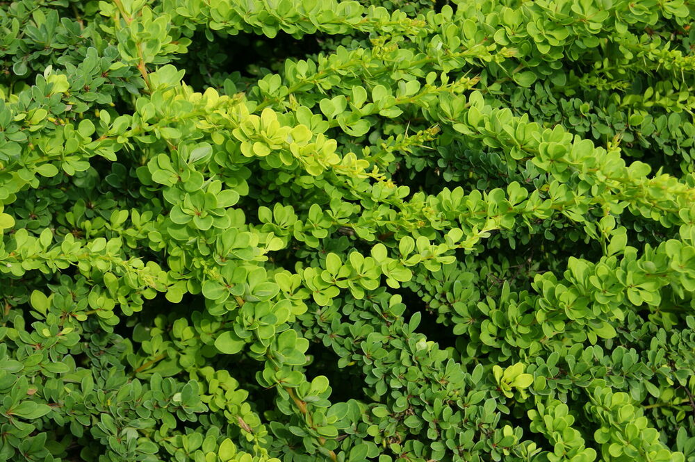 Барбарис Тунберга Грин Карпет (Berberis thunbergii 'Green Carpet')