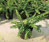 Барбарис Тунберга Грин Карпет (Berberis thunbergii 'Green Carpet')