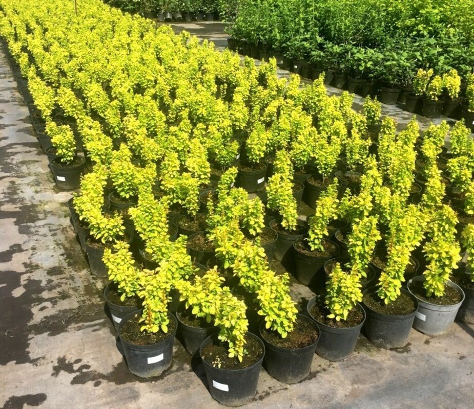 Барбарис Тунберга Мария (Berberis thunbergii 'Maria')