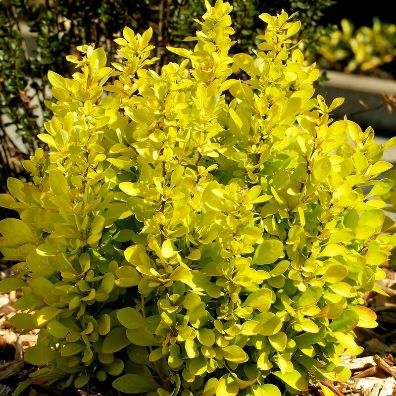 Барбарис Тунберга Мария (Berberis thunbergii 'Maria')