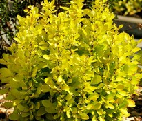 Барбарис Тунберга Мария (Berberis thunbergii 'Maria')