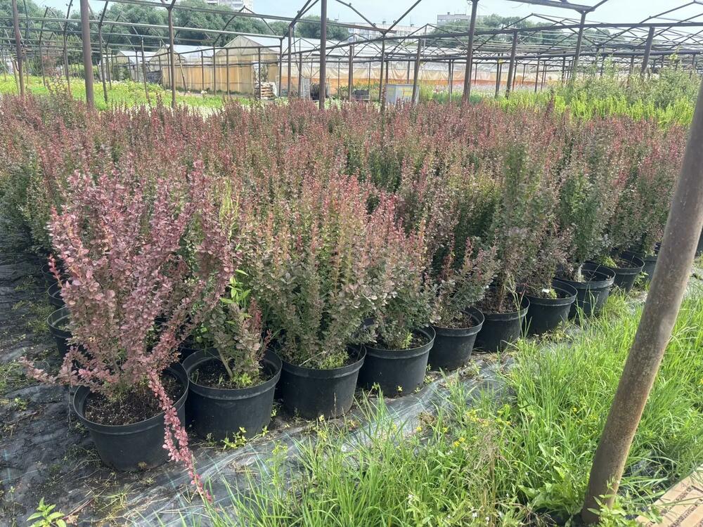 Барбарис Тунберга Ред Пиллар (Berberis thunbergii 'Red Pillar')