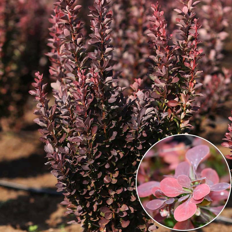 Барбарис Тунберга Ред Пиллар (Berberis thunbergii 'Red Pillar')