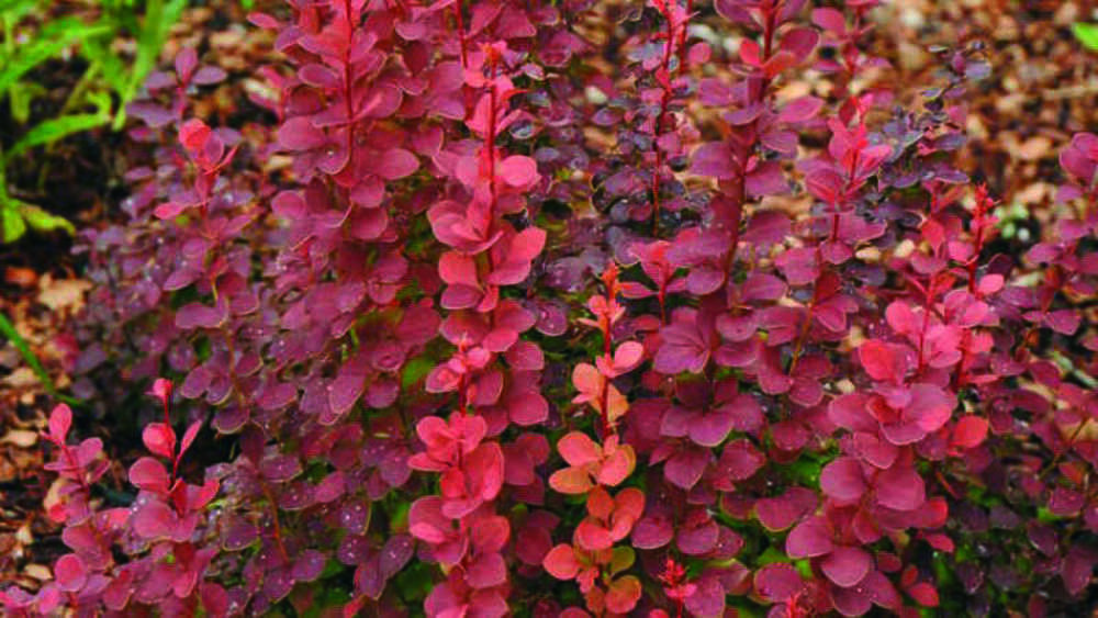 Барбарис Тунберга Ред Пиллар (Berberis thunbergii 'Red Pillar')