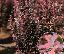 Барбарис Тунберга Ред Пиллар (Berberis thunbergii 'Red Pillar')