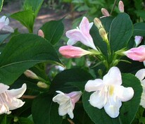 Вейгела цветущая Альба (Weigela florida 'Alba')