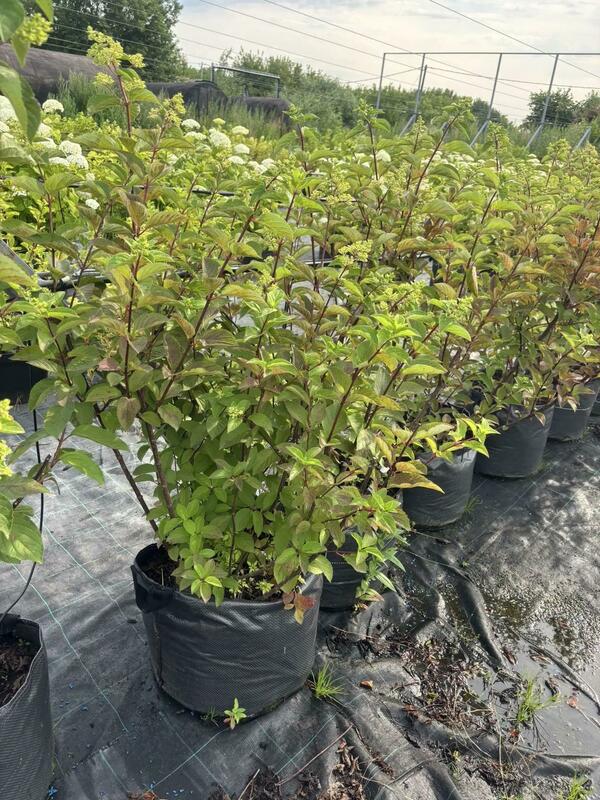 Гортензия метельчатая Фрайз Мельба (Hydrangea paniculata 'Fraise Melba')