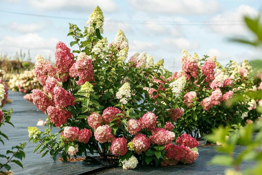 Гортензия метельчатая Фрайз Мельба (Hydrangea paniculata 'Fraise Melba')