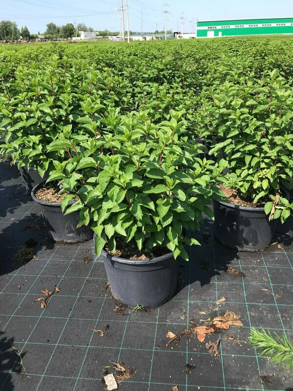 Гортензия метельчатая Фрайз Мельба (Hydrangea paniculata 'Fraise Melba')