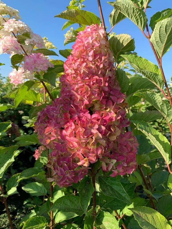Гортензия метельчатая Фрайз Мельба (Hydrangea paniculata 'Fraise Melba')