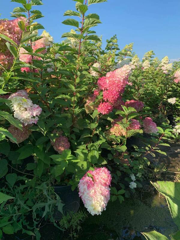 Гортензия метельчатая Фрайз Мельба (Hydrangea paniculata 'Fraise Melba')