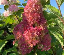 Гортензия метельчатая Фрайз Мельба (Hydrangea paniculata 'Fraise Melba')
