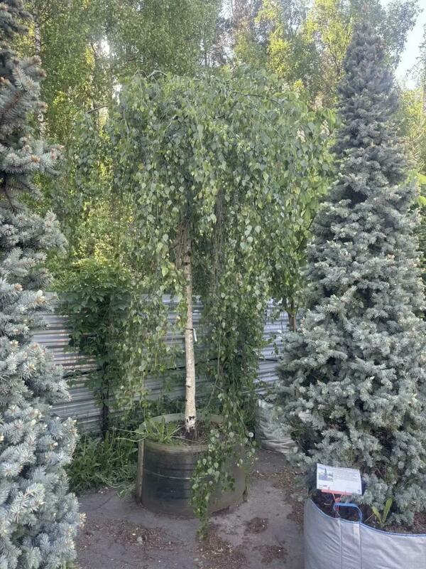 Берёза повислая Юнги (Betula pendula 'Youngii')