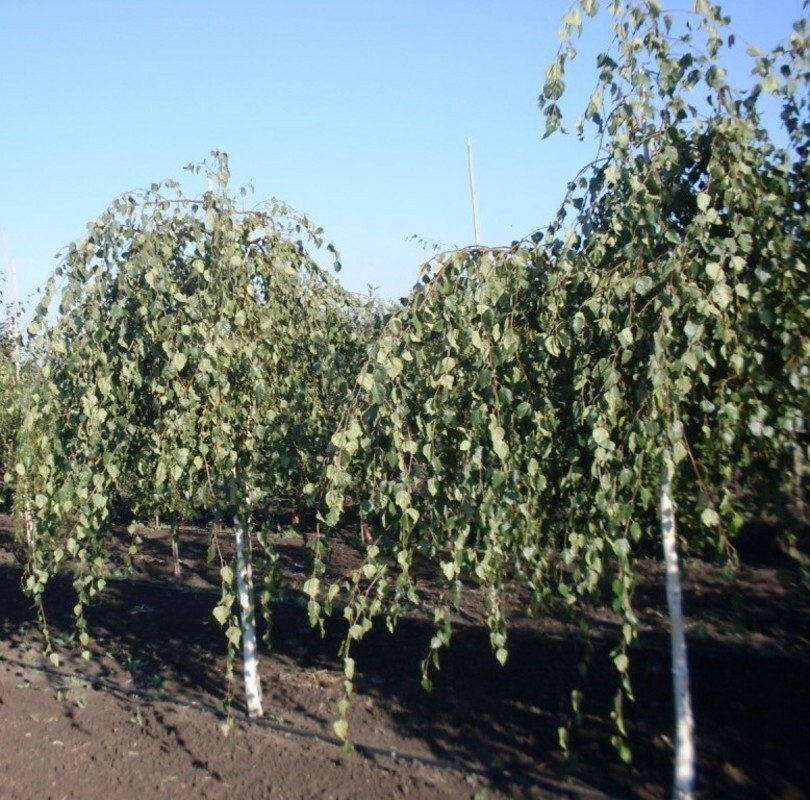 Берёза повислая Юнги (Betula pendula 'Youngii')
