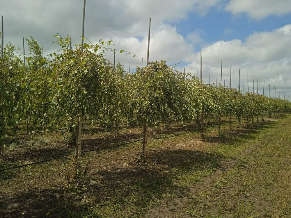 Берёза повислая Юнги (Betula pendula 'Youngii')