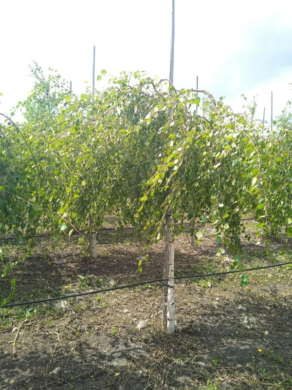 Берёза повислая Юнги (Betula pendula 'Youngii')