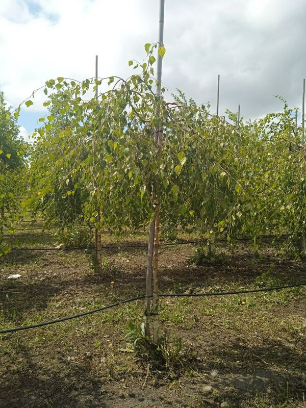Берёза повислая Юнги (Betula pendula 'Youngii')