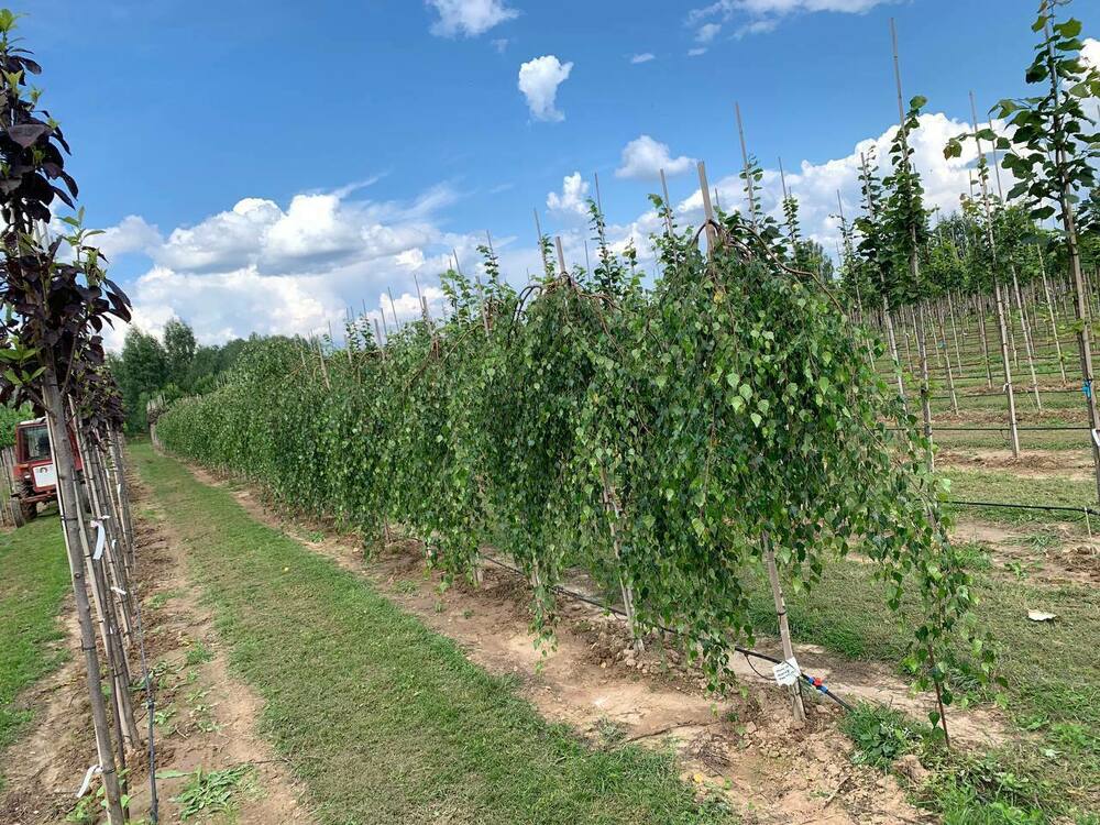 Берёза повислая Юнги (Betula pendula 'Youngii')