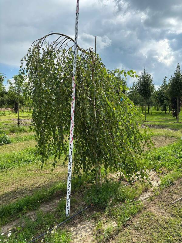 Берёза повислая Юнги (Betula pendula 'Youngii')