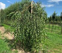Берёза повислая Юнги (Betula pendula 'Youngii')
