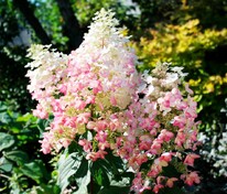 Гортензия метельчатая Ангел Блаш (Hydrangea paniculata 'Angels Blush')