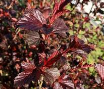 Пузыреплодник калинолистный Андрэ (Physocarpus opulifolius 'Andre')