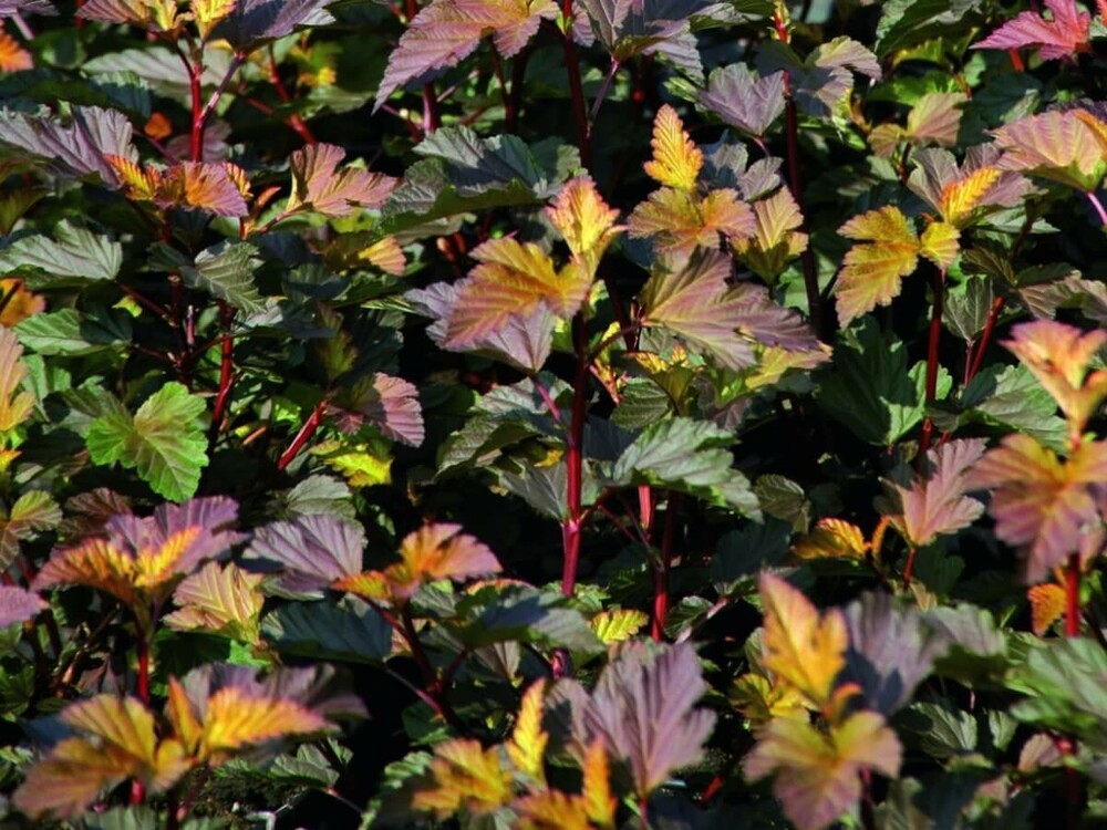 Пузыреплодник калинолистный Диабл Д'ор (Physocarpus opulifolius 'Diable d'Or')